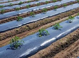 تصویر 3 از نایلون مالچ کشاورزی تخصصی برای پوشش خاک و حفظ رطوبت